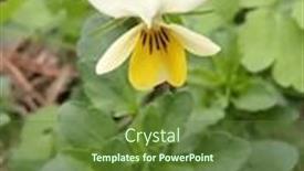  Presentation with wild flower - Presentation theme having beautiful-wild-violet-flower-close background and a tawny brown colored foreground