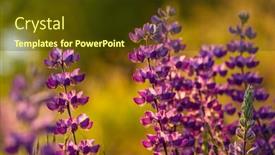  Presentation with beautiful green - PPT theme with beautiful-wildflowers-on-a-green background and a tawny brown colored foreground