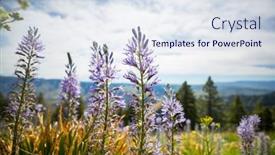  Presentation with beautiful green - Slide set with beautiful-wildflowers-on-a-green background and a sky blue colored foreground