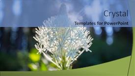  Presentation with beautiful green - Slide set having beautiful-wildflowers-on-a-green background and a teal colored foreground