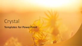  Presentation with beautiful green - Slides having beautiful-wildflowers-on-a-green background and a yellow colored foreground