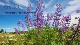  Presentation with beautiful green - Slides having beautiful-wildflowers-on-a-green background and a teal colored foreground