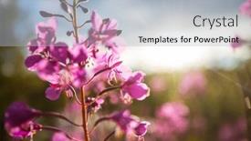  Presentation with season - Presentation theme consisting of beautiful-wildflowers-on-a-green background and a  colored foreground