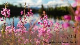  Presentation with season - PPT theme consisting of beautiful-wildflowers-on-a-green background and a  colored foreground