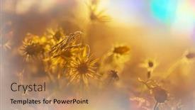  Presentation with season - Presentation consisting of beautiful-wildflowers-on-a-green background and a coral colored foreground