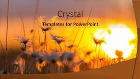  Presentation with beautiful green - Slide set featuring beautiful-wildflowers-on-a-green background and a gold colored foreground