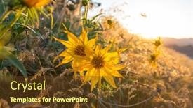  Presentation with beautiful green - Presentation theme enhanced with beautiful-wildflowers-on-a-green background and a tawny brown colored foreground