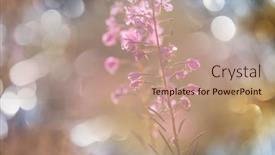  Presentation with beautiful-green - Slide deck consisting of beautiful-wildflowers-on-a-green background and a coral colored foreground