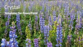  Presentation with season - Slide deck featuring beautiful-wildflowers-on-a-green background and a violet colored foreground