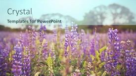  Presentation with season - Slide deck consisting of beautiful-wildflowers-on-a-green background and a cool aqua colored foreground