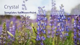  Presentation with season - Presentation theme with beautiful-wildflowers-on-a-green background and a sky blue colored foreground