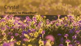  Presentation with beautiful-green - Slides featuring beautiful-wildflowers-on-a-green and a gold colored foreground