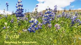  Presentation with beautiful-green - Presentation theme featuring beautiful-wildflowers-on-a-green and a tawny brown colored foreground