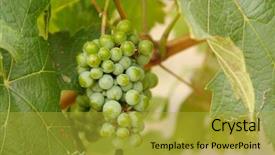  Presentation with fall morning - Beautiful presentation theme featuring beautiful wine grapes on the vine one early fall morning backdrop and a gold colored foreground