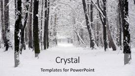  Presentation with winter forest - Slides enhanced with beautiful winter forest background and a white colored foreground