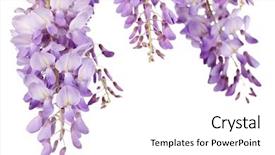  Presentation with white flowers of jasmine - Presentation theme having beautiful wisteria flowers isolated background and a white colored foreground