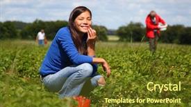 Presentation with woman gathering - PPT layouts with beautiful woman eating a strawberry while gathering strawberries on a farm in denmark background and a tawny brown colored foreground