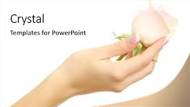  Presentation with white rose - Cool new presentation with beautiful woman hand with rose backdrop and a white colored foreground