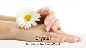  Presentation with hand holding flowers - Cool new presentation with beautiful woman hands with camomile backdrop and a  colored foreground