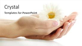  Presentation with hand holding flowers - Colorful PPT layouts enhanced with beautiful woman hands with camomile backdrop and a  colored foreground