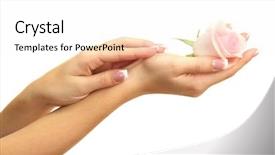  Presentation with white rose - Presentation theme featuring beautiful woman hands with rose background and a  colored foreground