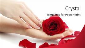  Presentation with white rose - Amazing slides having beautiful woman hands with rose backdrop and a white colored foreground