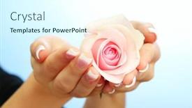  Presentation with blue rose - Theme featuring beautiful-woman-hands-with-rose background and a cool aqua colored foreground