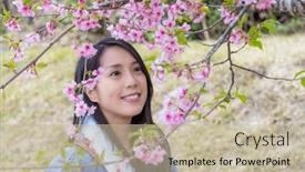  Presentation with sakura - Presentation theme enhanced with beautiful-woman-look background and a mint green colored foreground