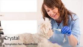  Presentation with toothpaste - PPT theme having beautiful woman vet with toothpaste trying to clean tooth of maltese dog in the treatment room background and a lemonade colored foreground