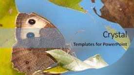  Presentation with butterfly - Cool new slides with beautiful wood nymph butterfly resting backdrop and a  colored foreground
