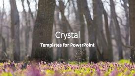  Presentation with spring flowers on textured - Presentation featuring beautiful woodland landscapes spring flowers background and a dark gray colored foreground