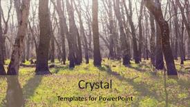  Presentation with beautiful spring flowers - Presentation theme enhanced with beautiful woodland landscapes spring flowers background and a yellow colored foreground