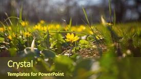  Presentation with forest beautiful spring nature - Slide deck featuring beautiful woodland landscapes spring flowers background and a tawny brown colored foreground