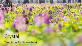  Presentation with jasmine spring flowers - PPT theme having beautiful woodland landscapes spring flowers background and a yellow colored foreground