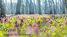  Presentation with spring flowers on textured - Slide set enhanced with beautiful woodland landscapes spring flowers background and a yellow colored foreground
