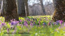  Presentation with forest beautiful spring nature - Beautiful presentation design featuring beautiful woodland landscapes spring flowers backdrop and a yellow colored foreground