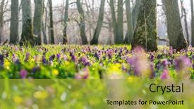  Presentation with beautiful spring flowers - Beautiful slide set featuring beautiful woodland landscapes spring flowers backdrop and a gold colored foreground
