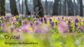  Presentation with woodland - Slide deck with beautiful woodland landscapes spring flowers background and a yellow colored foreground