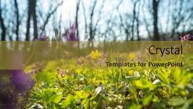  Presentation with beautiful spring flowers - Presentation design enhanced with beautiful woodland landscapes spring flowers background and a gold colored foreground