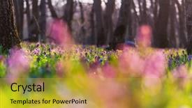  Presentation with forest beautiful spring nature - PPT theme enhanced with beautiful woodland landscapes spring flowers background and a gold colored foreground