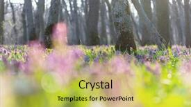  Presentation with beautiful spring flowers - Audience pleasing slide set consisting of beautiful woodland landscapes spring flowers backdrop and a yellow colored foreground