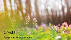  Presentation with woodland - Slide set consisting of beautiful woodland landscapes spring flowers background and a  colored foreground