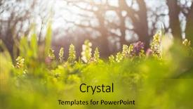  Presentation with beautiful spring flowers - Audience pleasing presentation theme consisting of beautiful woodland landscapes spring flowers backdrop and a  colored foreground