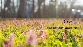  Presentation with spiritual - Presentation theme featuring beautiful woodland landscapes spring flowers background and a yellow colored foreground