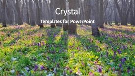  Presentation with woodland - Colorful slide set enhanced with beautiful woodland landscapes spring flowers backdrop and a gray colored foreground