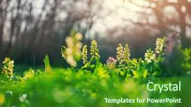  Presentation with beautiful spring flowers - Slide set consisting of beautiful woodland landscapes spring flowers background and a forest green colored foreground
