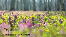  Presentation with beautiful spring flowers - Presentation enhanced with beautiful woodland landscapes spring flowers background and a yellow colored foreground