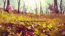  Presentation with beautiful spring flowers - Theme having beautiful-woodland-landscapes-spring-flowers background and a gold colored foreground