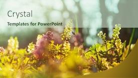  Presentation with beautiful spring flowers - Beautiful presentation theme featuring beautiful-woodland-landscapes-spring-flowers backdrop and a soft green colored foreground