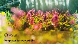  Presentation with spring flowers on textured - Presentation theme having beautiful-woodland-landscapes-spring-flowers background and a gold colored foreground